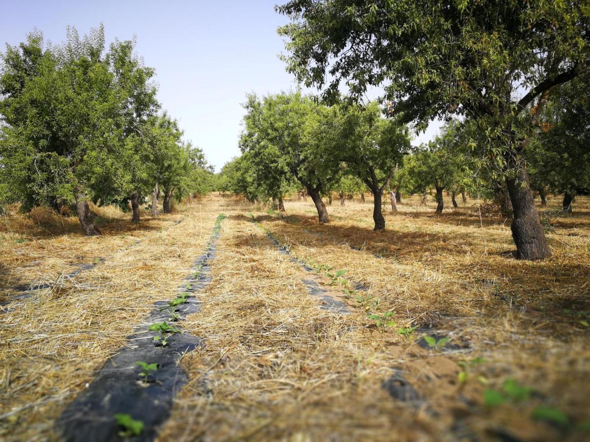 Casette Marianeddi -Agriturismo Marianeddi 노토 외부 사진
