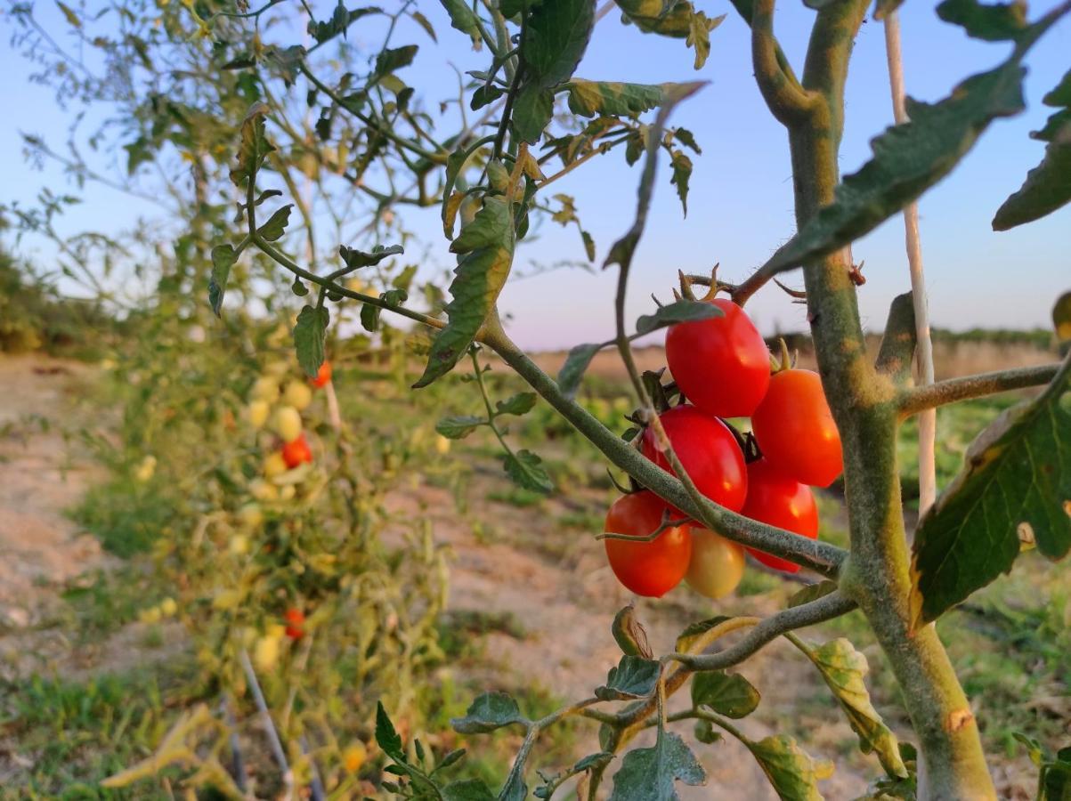 Casette Marianeddi -Agriturismo Marianeddi 노토 외부 사진
